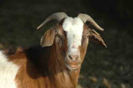 Concern for the Golden Toad Image